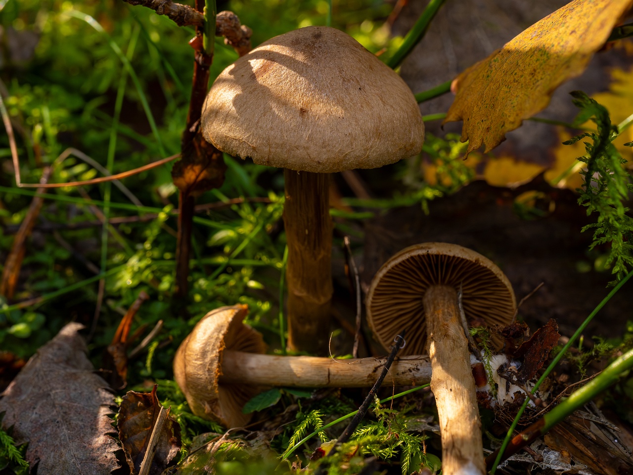 Cortinarius raphanoides _2025-09-07_1-12