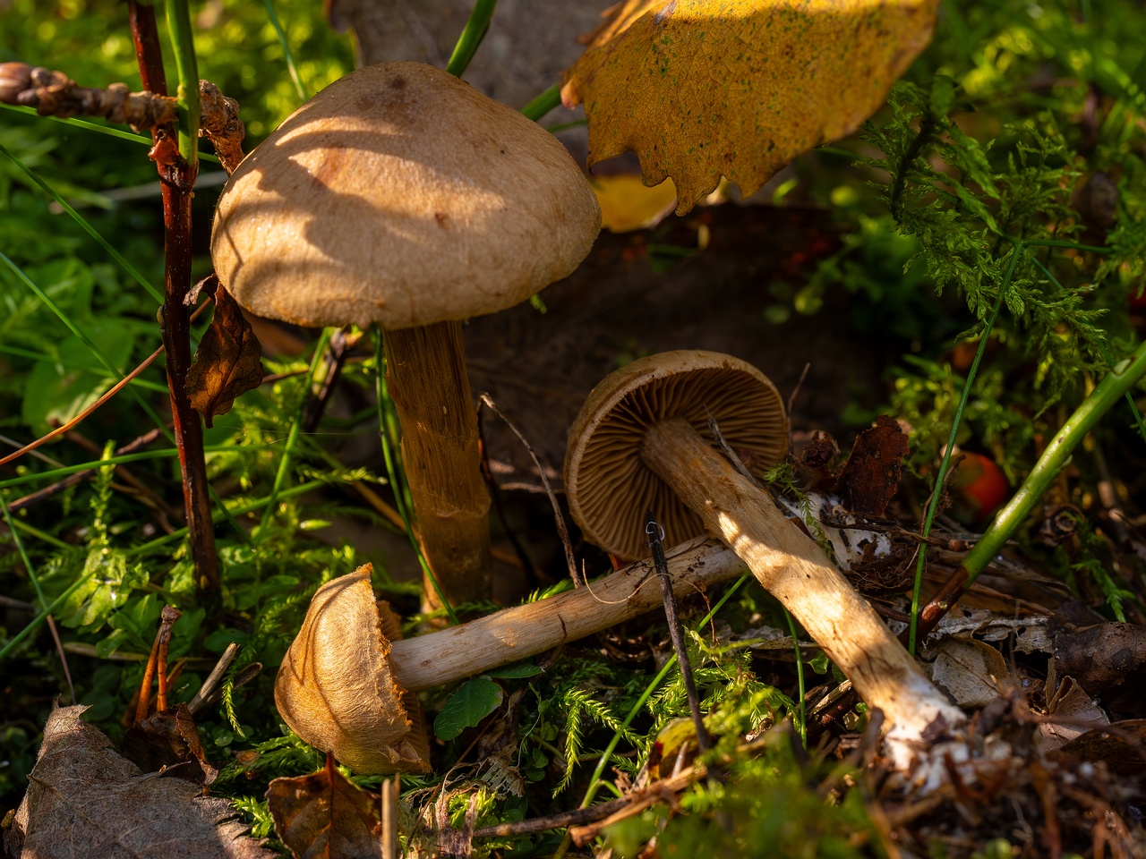 Cortinarius raphanoides _2025-09-07_1-15