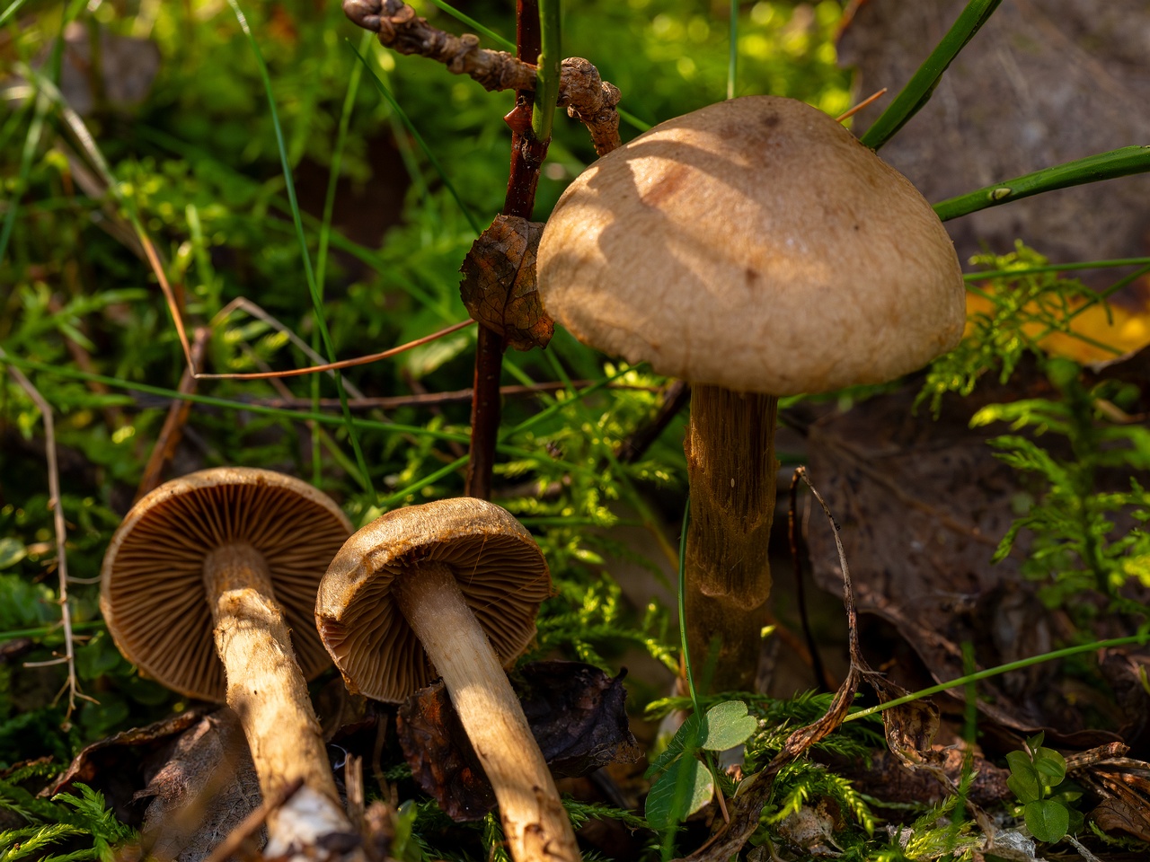 Cortinarius raphanoides _2025-09-07_1-8