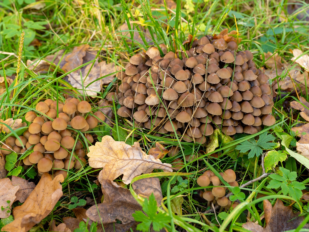 Britzelmayria multipedata _2025-10-10_1-1