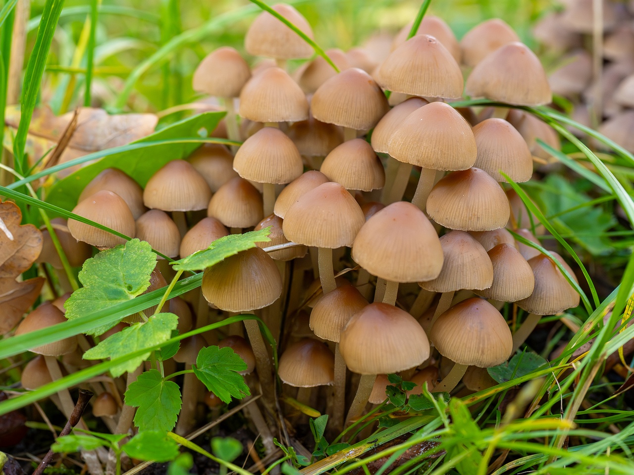 Britzelmayria multipedata _2025-10-10_1-10