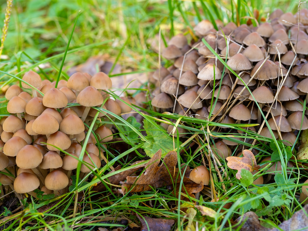 Britzelmayria multipedata _2025-10-10_1-12