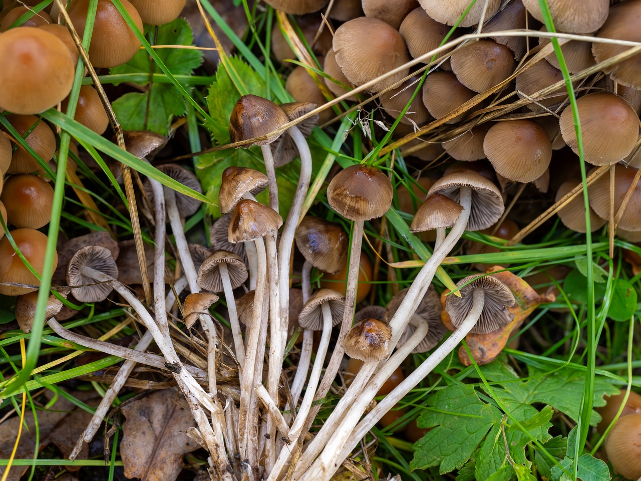 Britzelmayria multipedata _2025-10-10_1-14