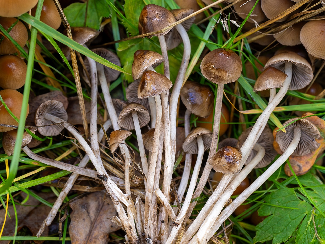 Britzelmayria multipedata _2025-10-10_1-15