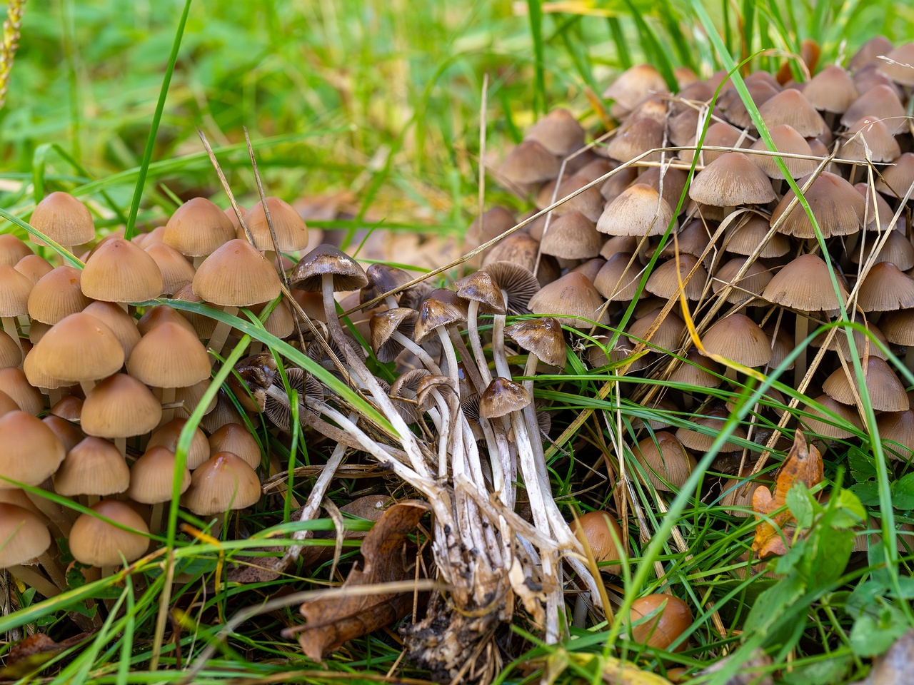 Britzelmayria multipedata _2025-10-10_1-16