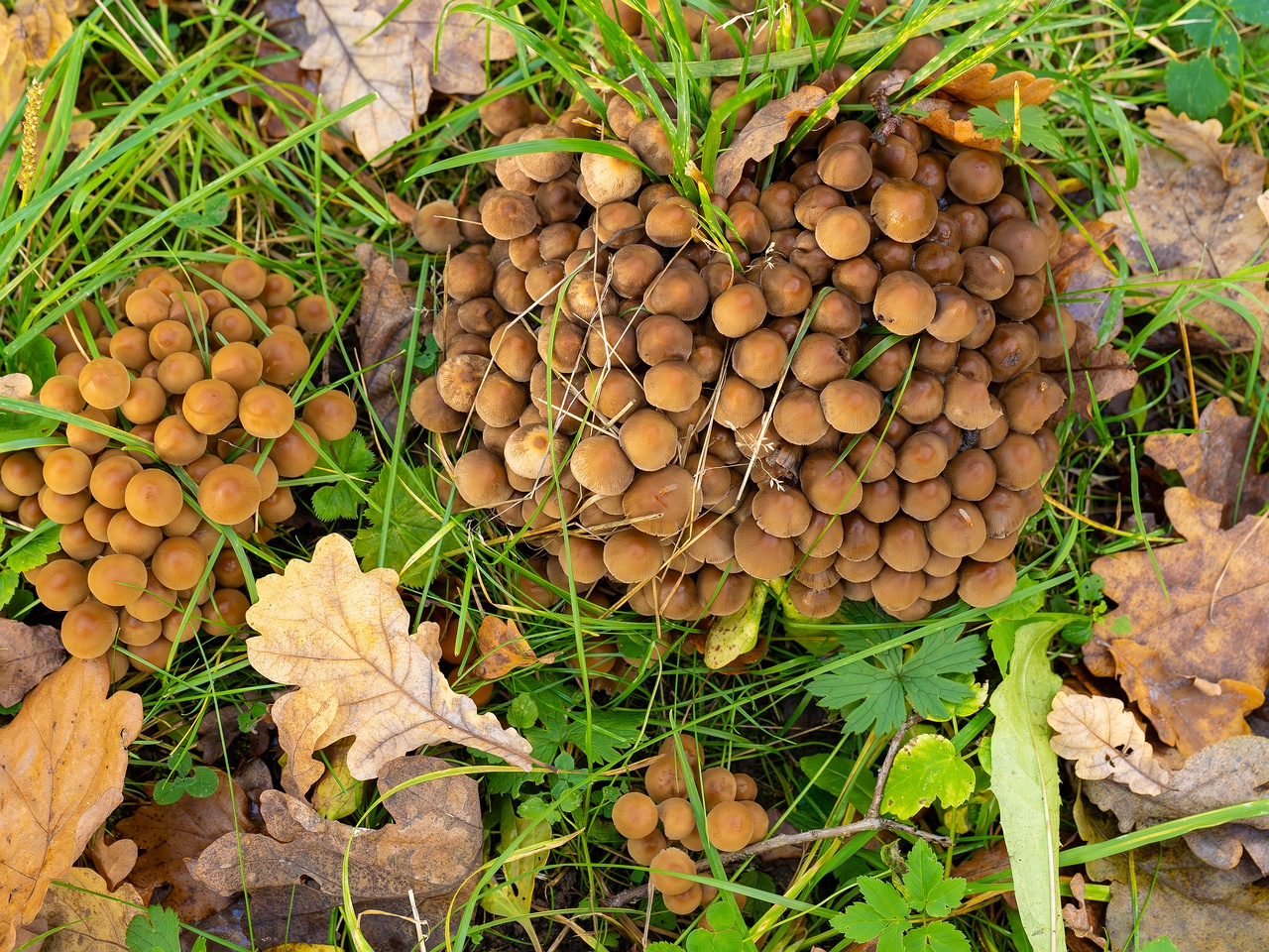 Britzelmayria multipedata _2025-10-10_1-3