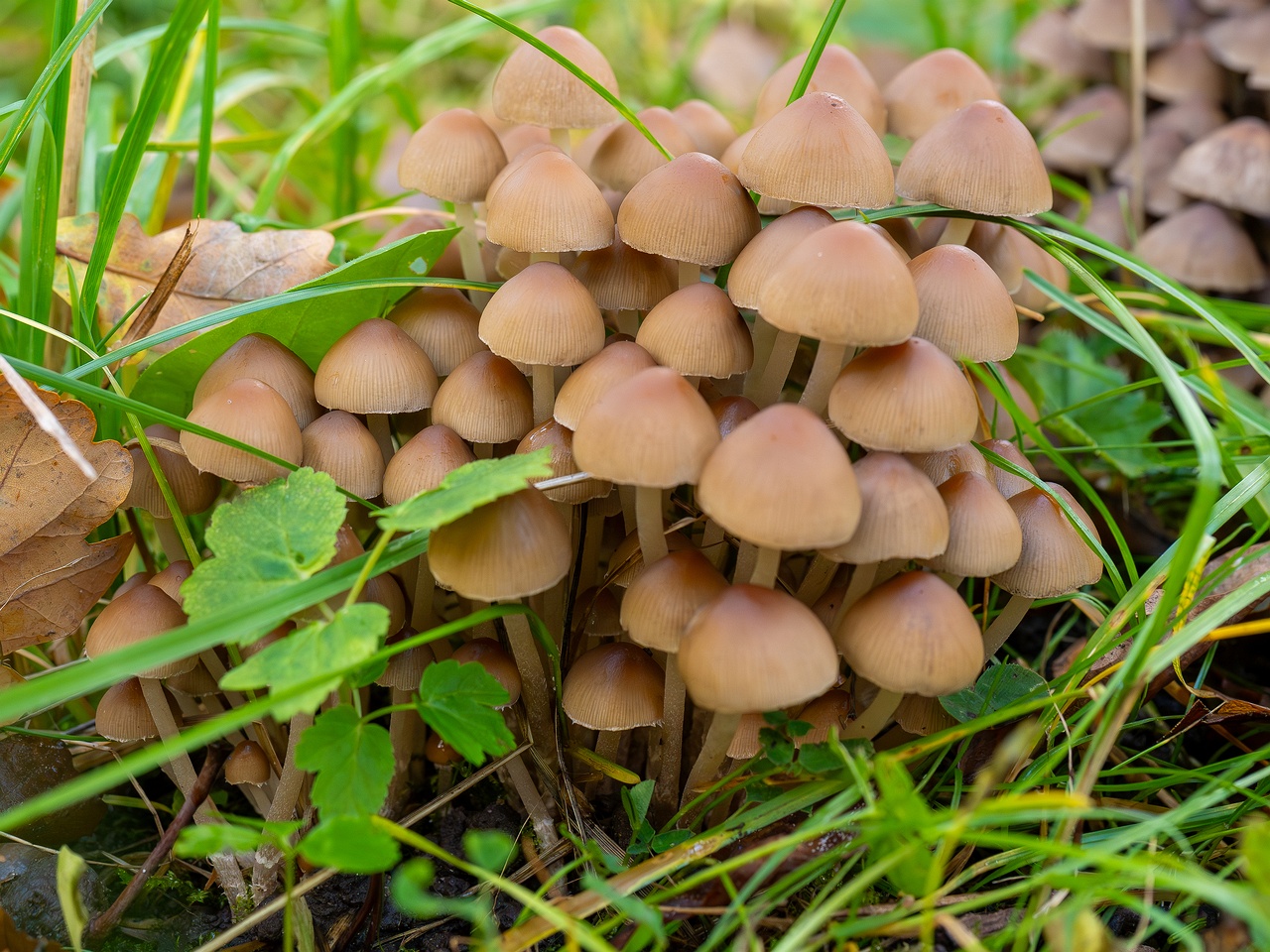 Britzelmayria multipedata _2025-10-10_1-8