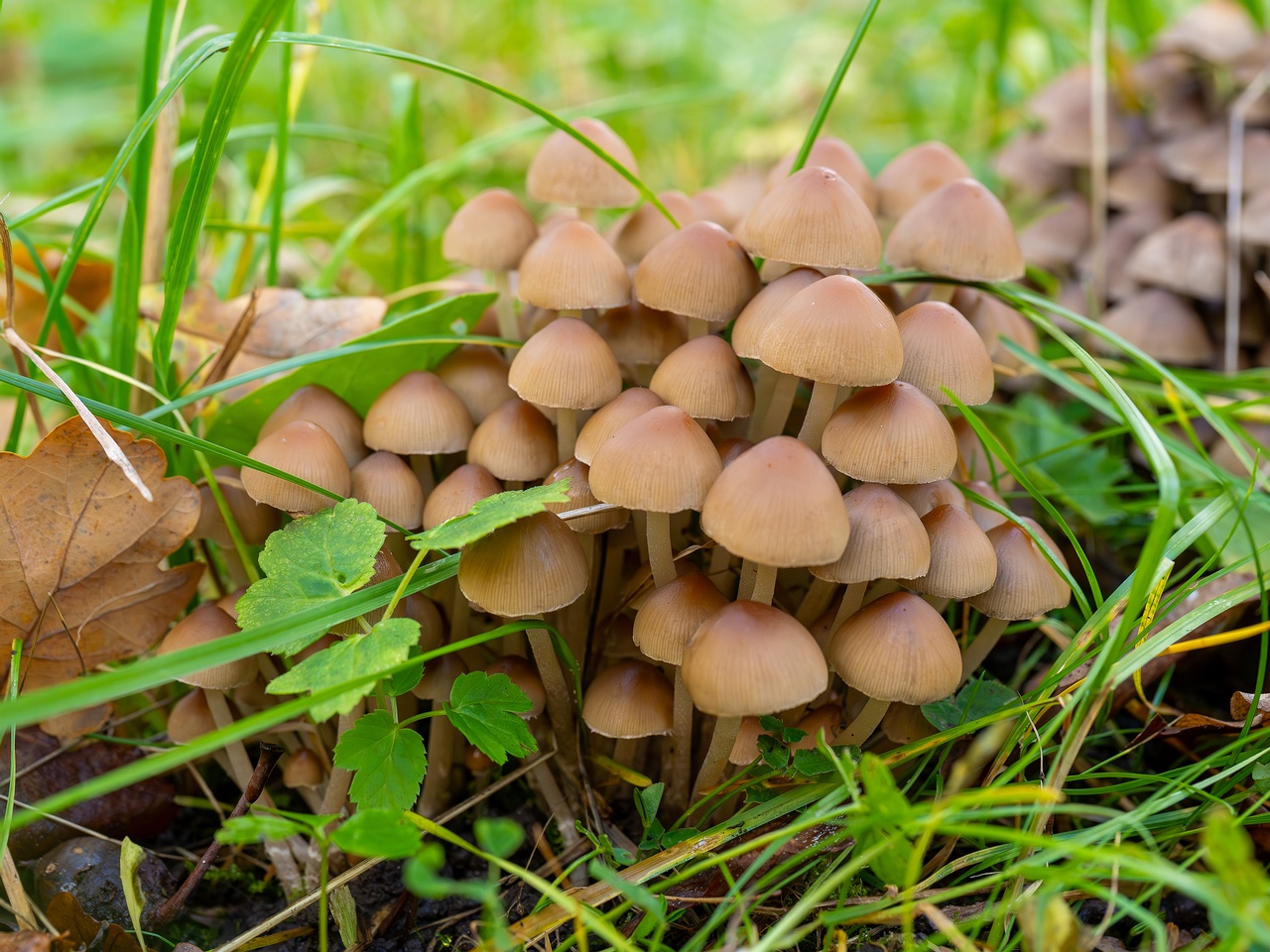 Britzelmayria multipedata _2025-10-10_1-9