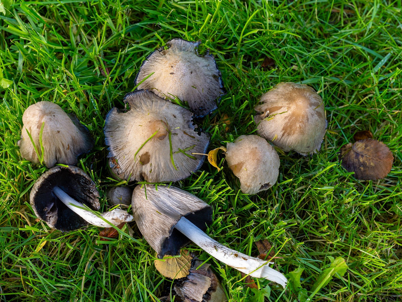 Coprinopsis atramentaria _2025-10-10_1-4