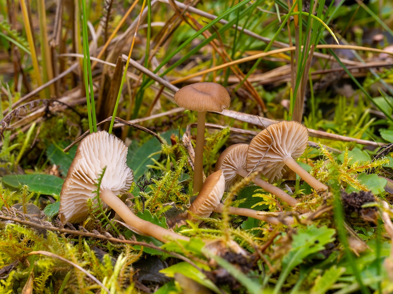 Gamundia striatula _2025-10-19_1-1