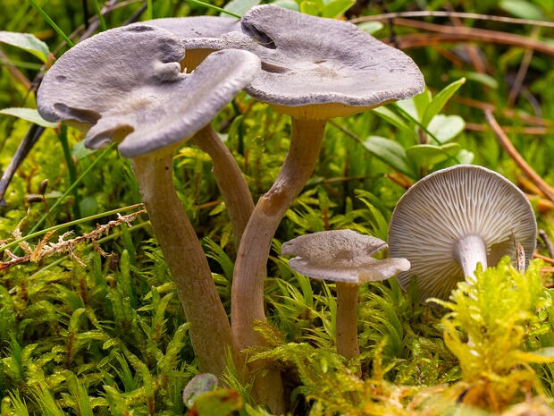 Cantharellula umbonata - Кантареллула бугорковая - Umbonate Chanterelle - Höckeriger Scheinpfifferling
