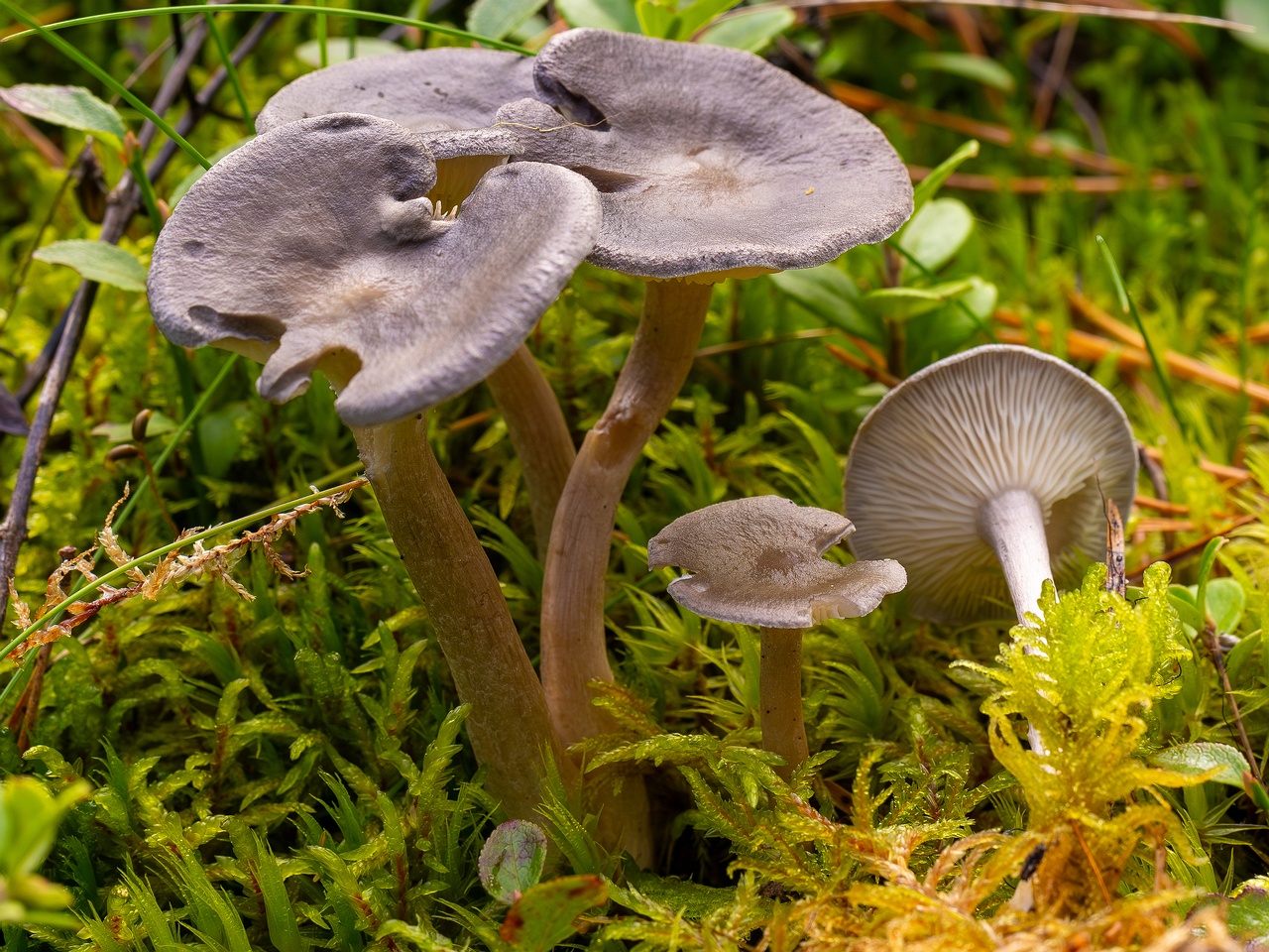 Cantharellula umbonata _2025-09-21_1-2