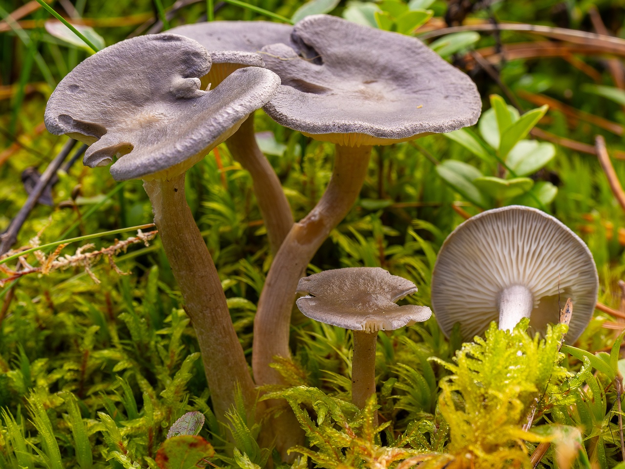 Cantharellula umbonata _2025-09-21_1-6