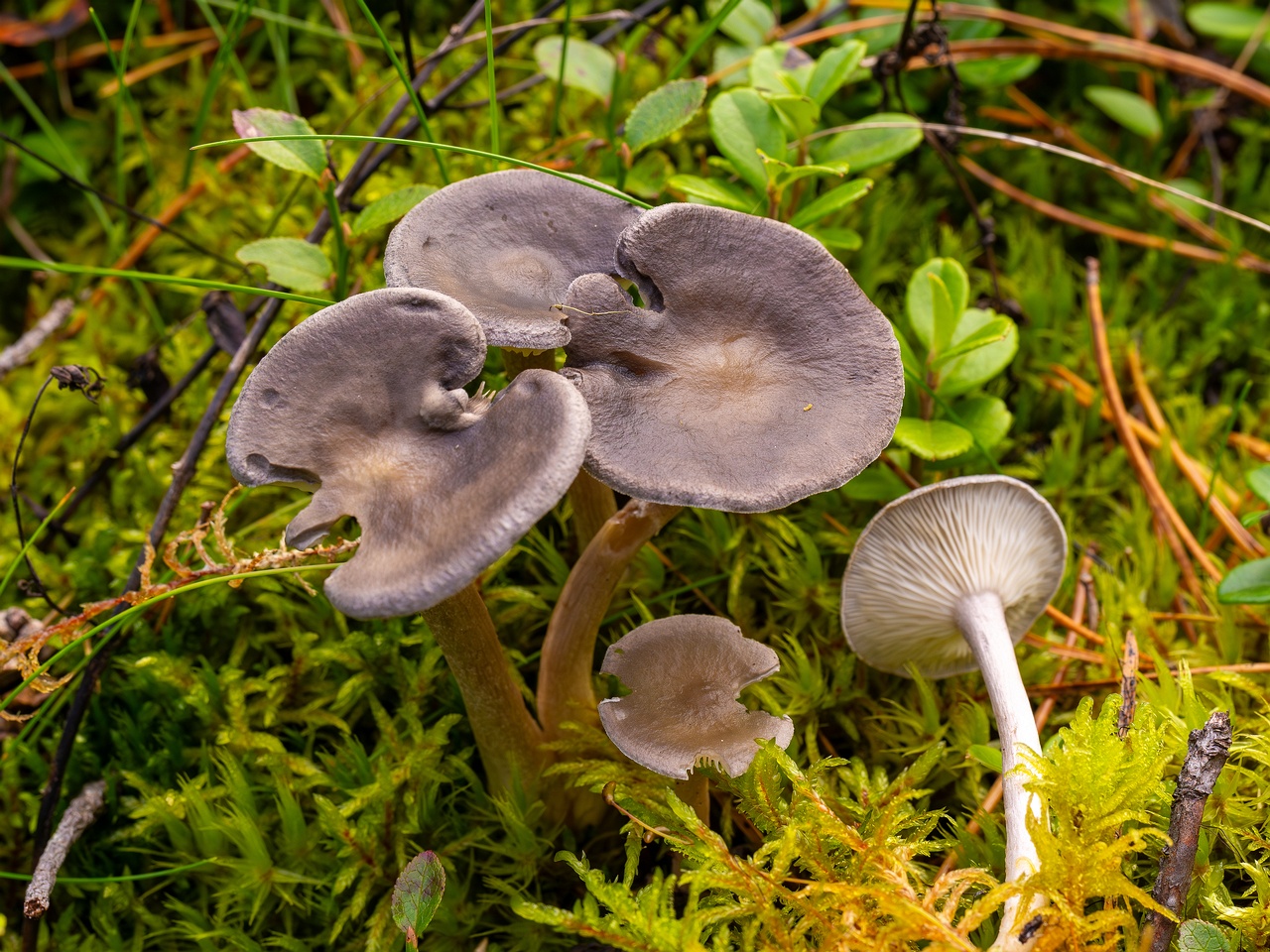 Cantharellula umbonata _2025-09-21_1-7