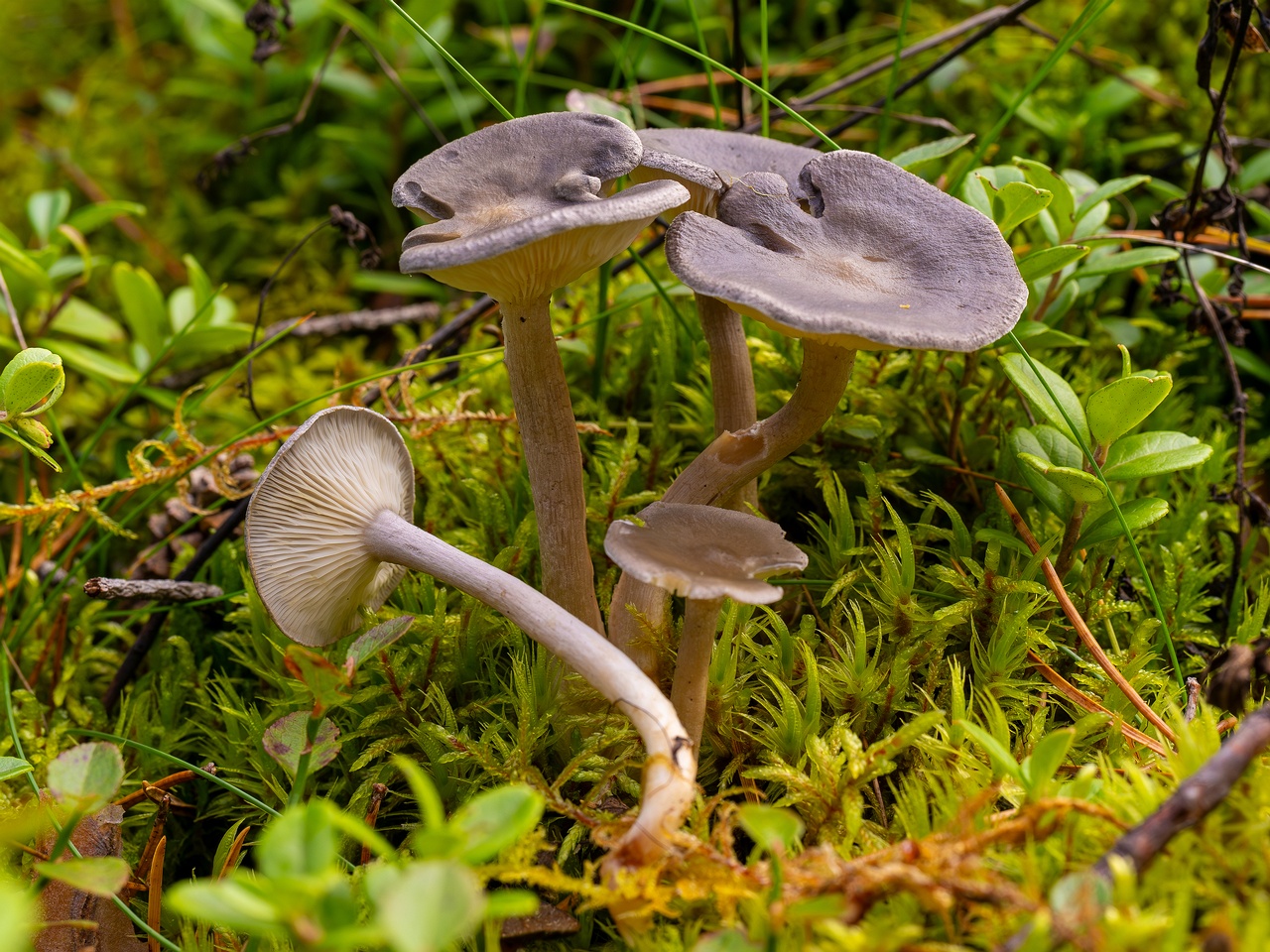 Cantharellula umbonata _2025-09-21_1-8