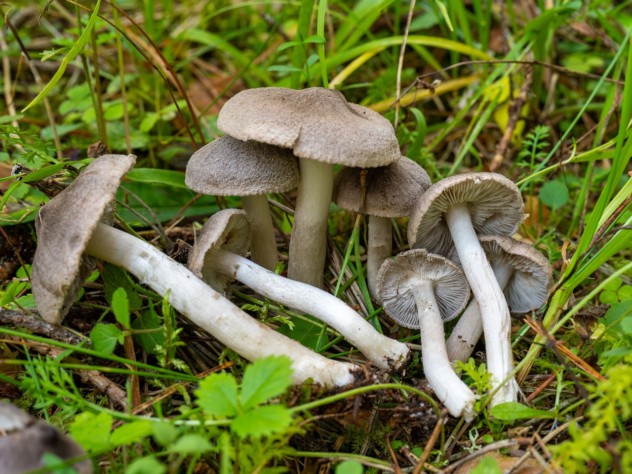 !Tricholoma terreum _2025-09-06_1-13