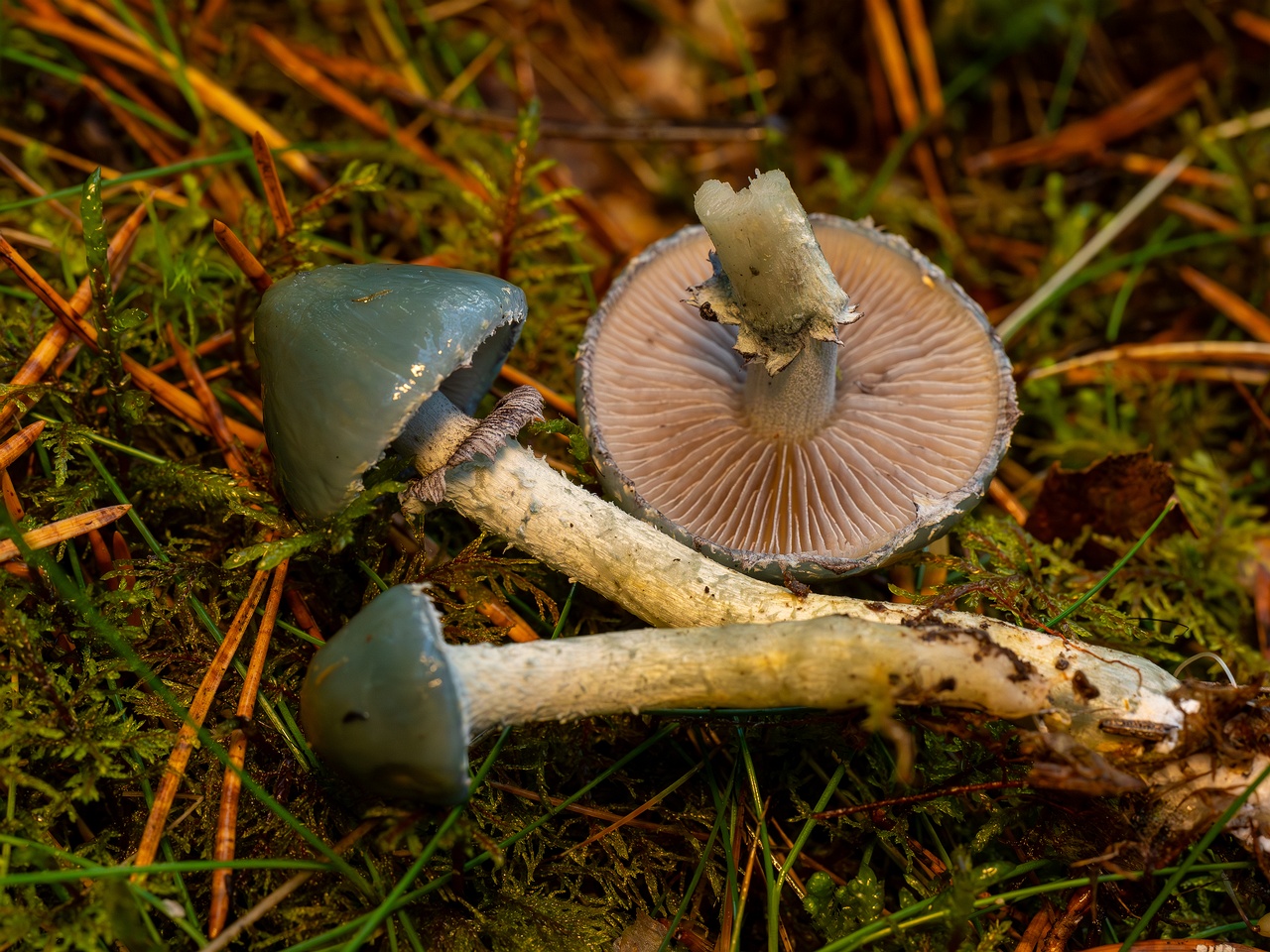 Stropharia caerulea _2025-10-19_1-4