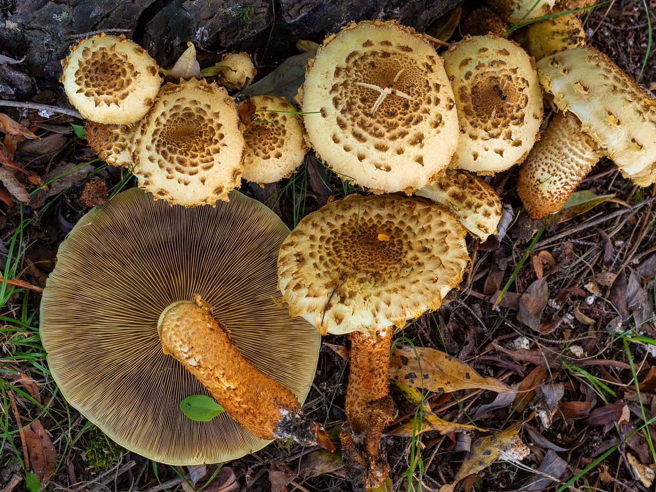 !Pholiota squarrosa _2025-10-04_1-18
