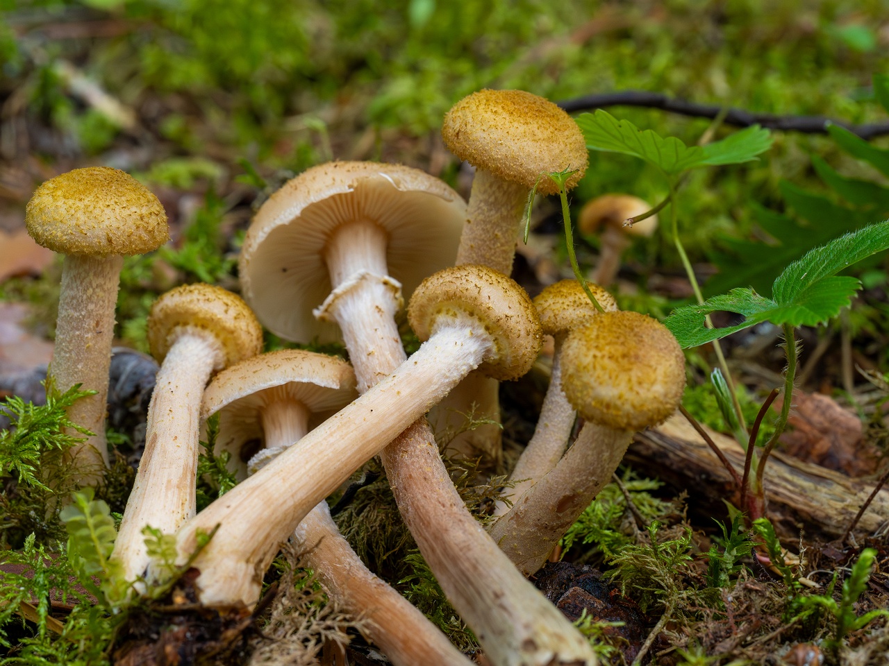 Armillaria mellea _2025-09-06_1-12