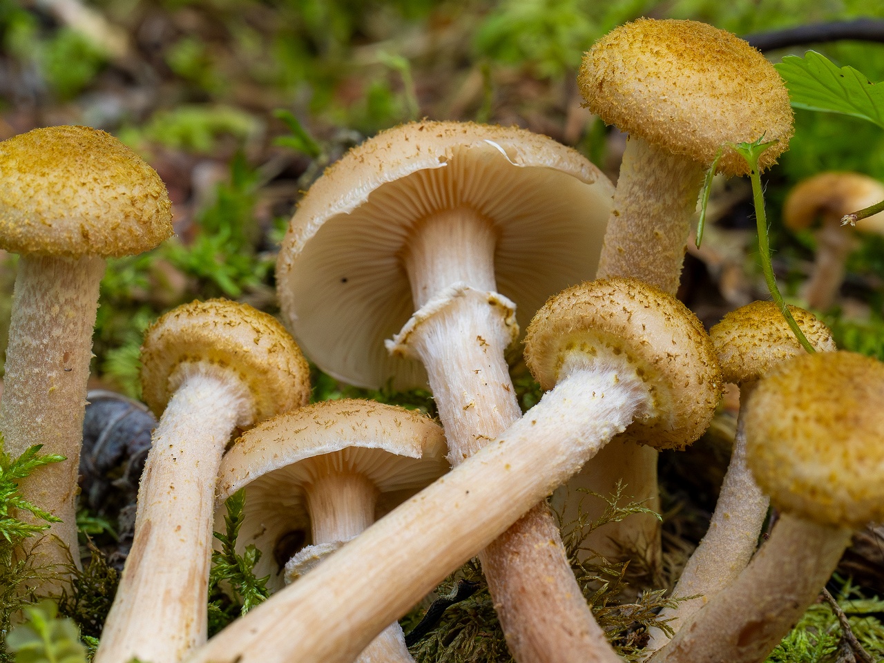 Armillaria mellea _2025-09-06_1-14