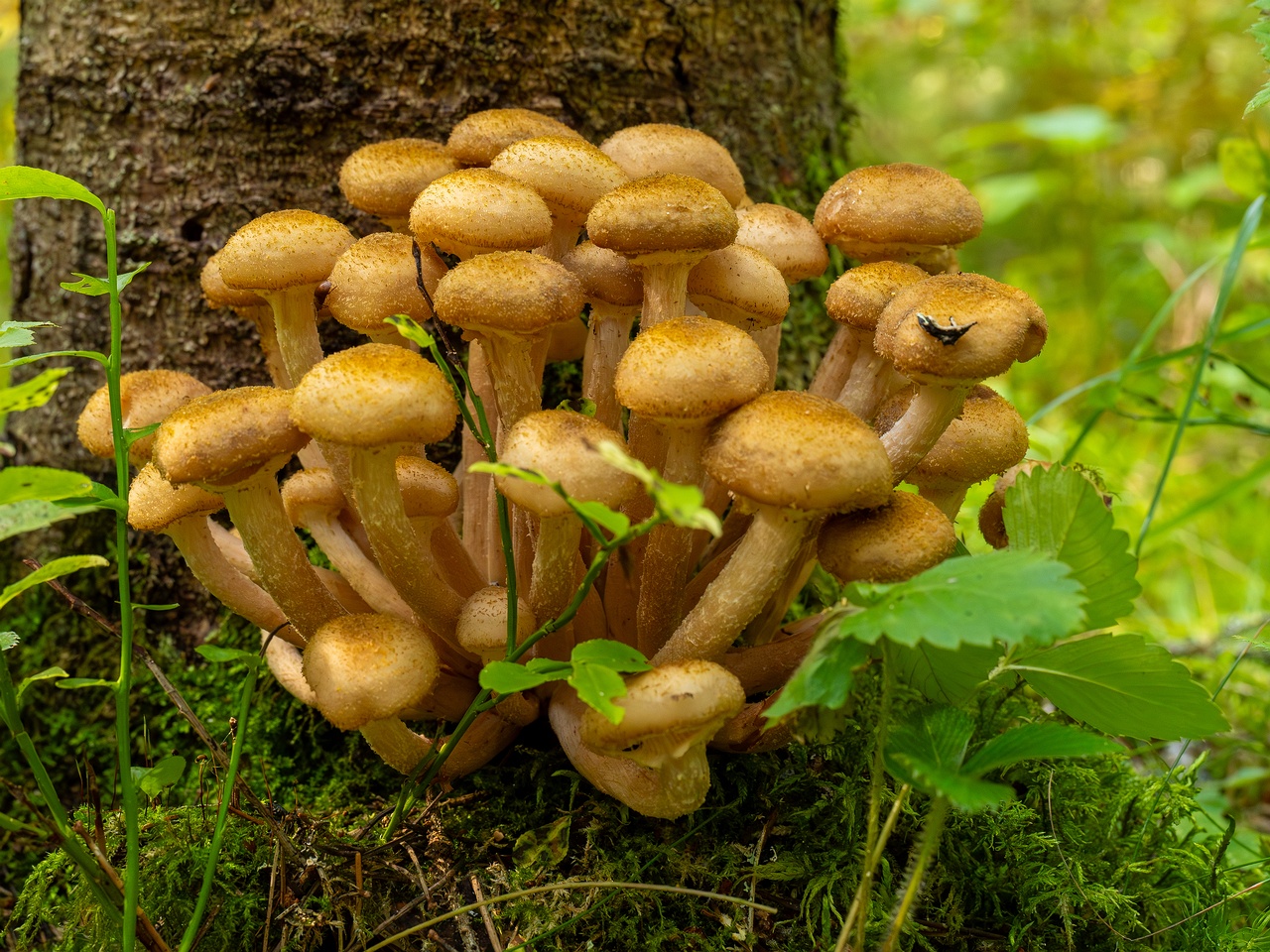 Armillaria mellea _2025-09-06_1-15