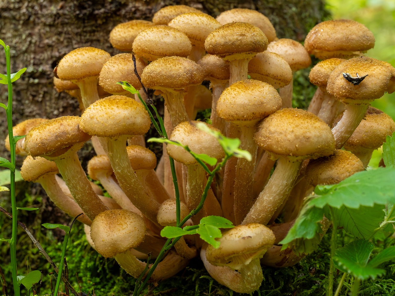 Armillaria mellea _2025-09-06_1-16