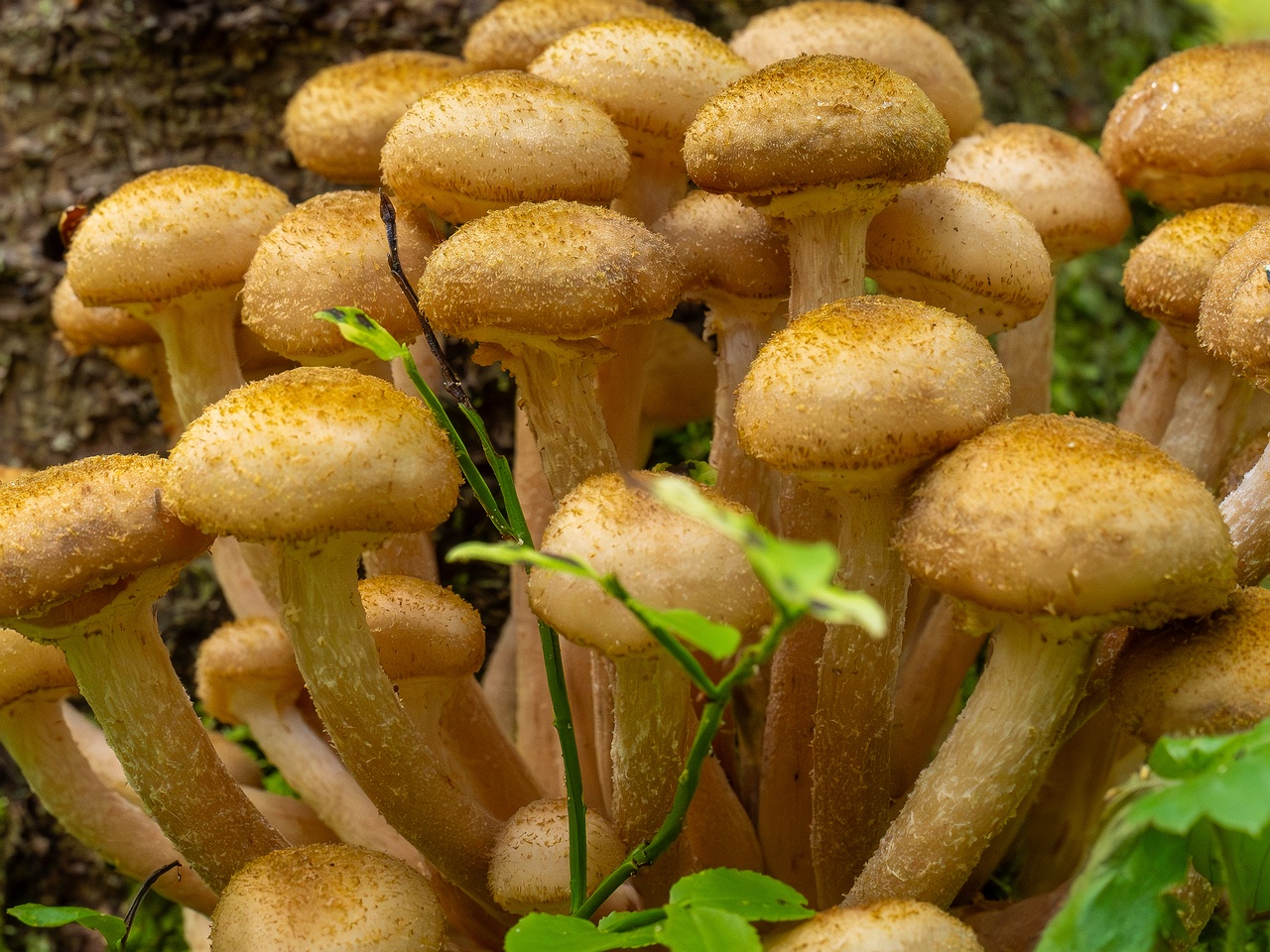 Armillaria mellea _2025-09-06_1-17