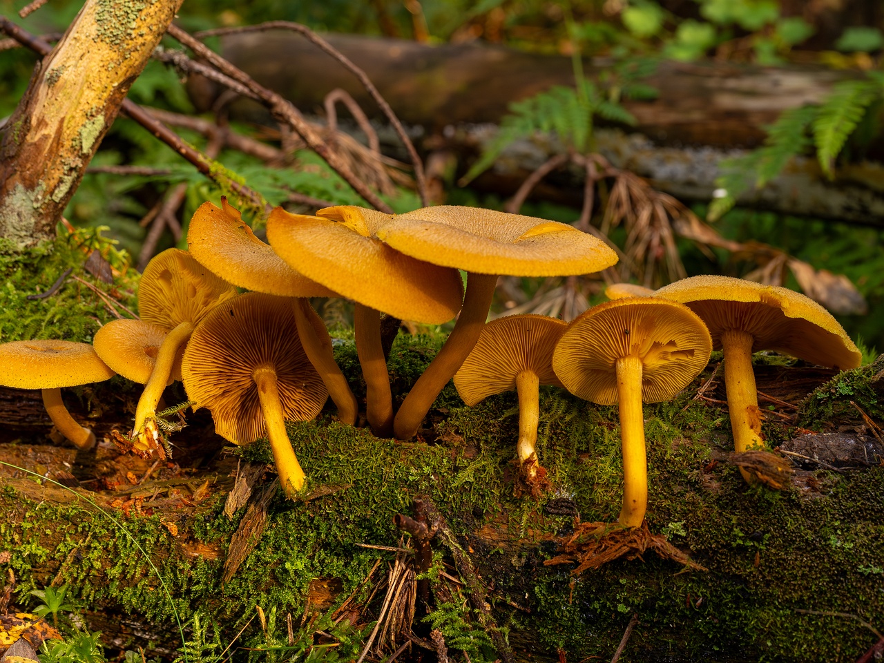 !Tricholomopsis decora _2025-09-07_1-8