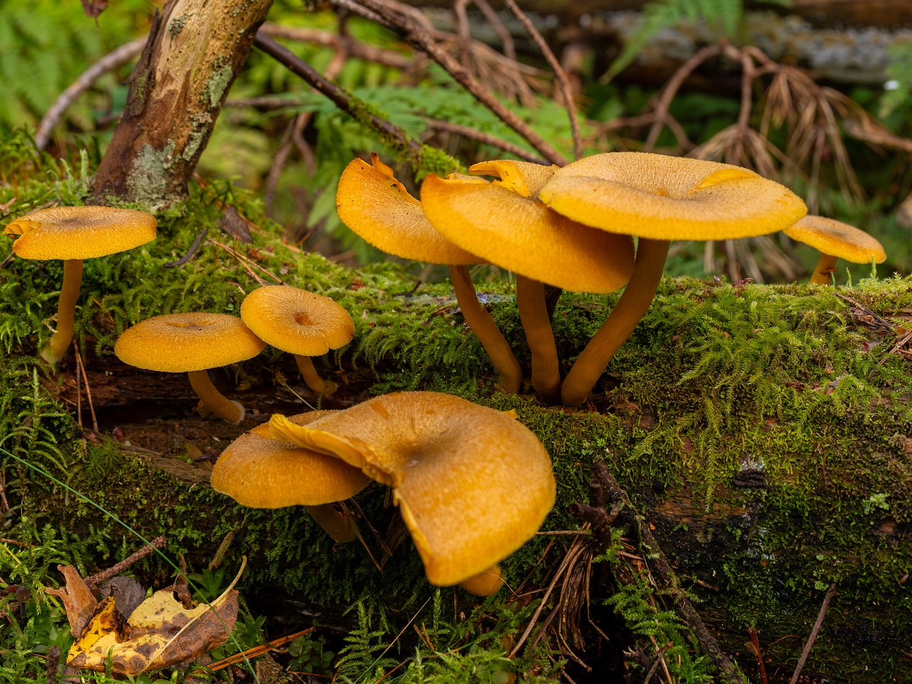 Tricholomopsis decora _2025-09-07_1-1