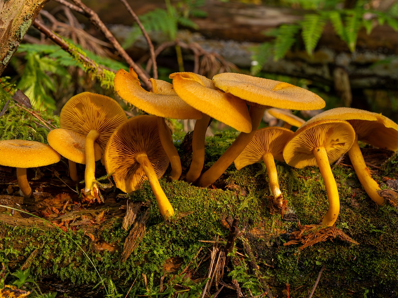 Tricholomopsis decora _2025-09-07_1-10