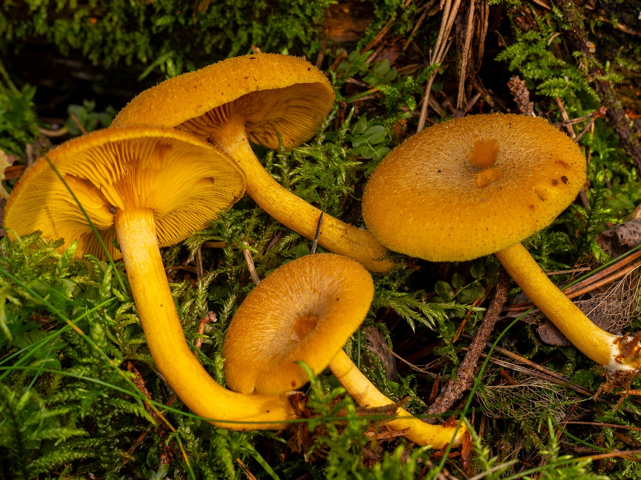 Tricholomopsis decora _2025-09-07_1-11