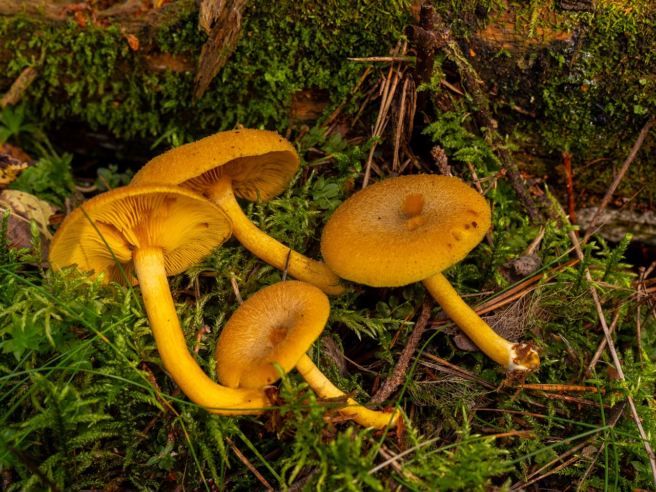 Tricholomopsis decora _2025-09-07_1-12