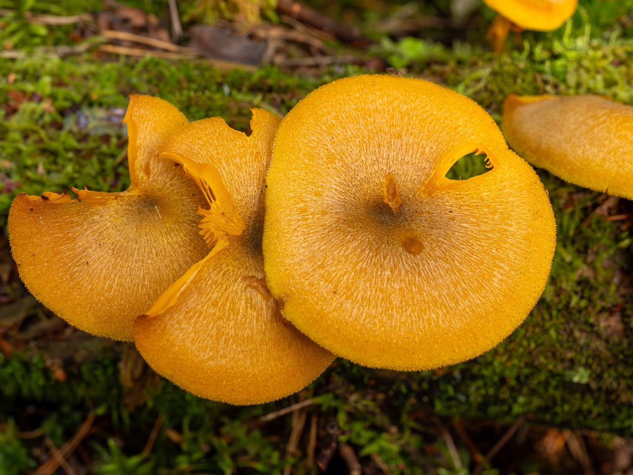 Tricholomopsis decora _2025-09-07_1-14