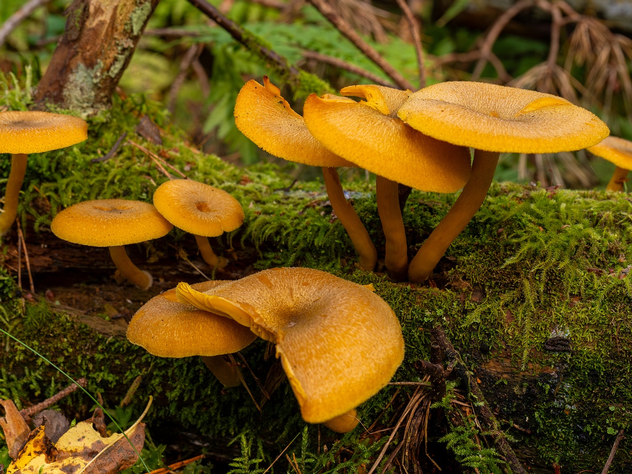 Tricholomopsis decora _2025-09-07_1-2