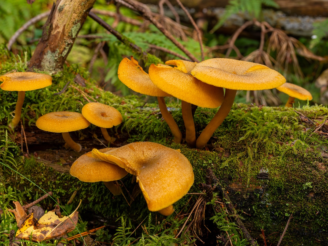 Tricholomopsis decora _2025-09-07_1-3