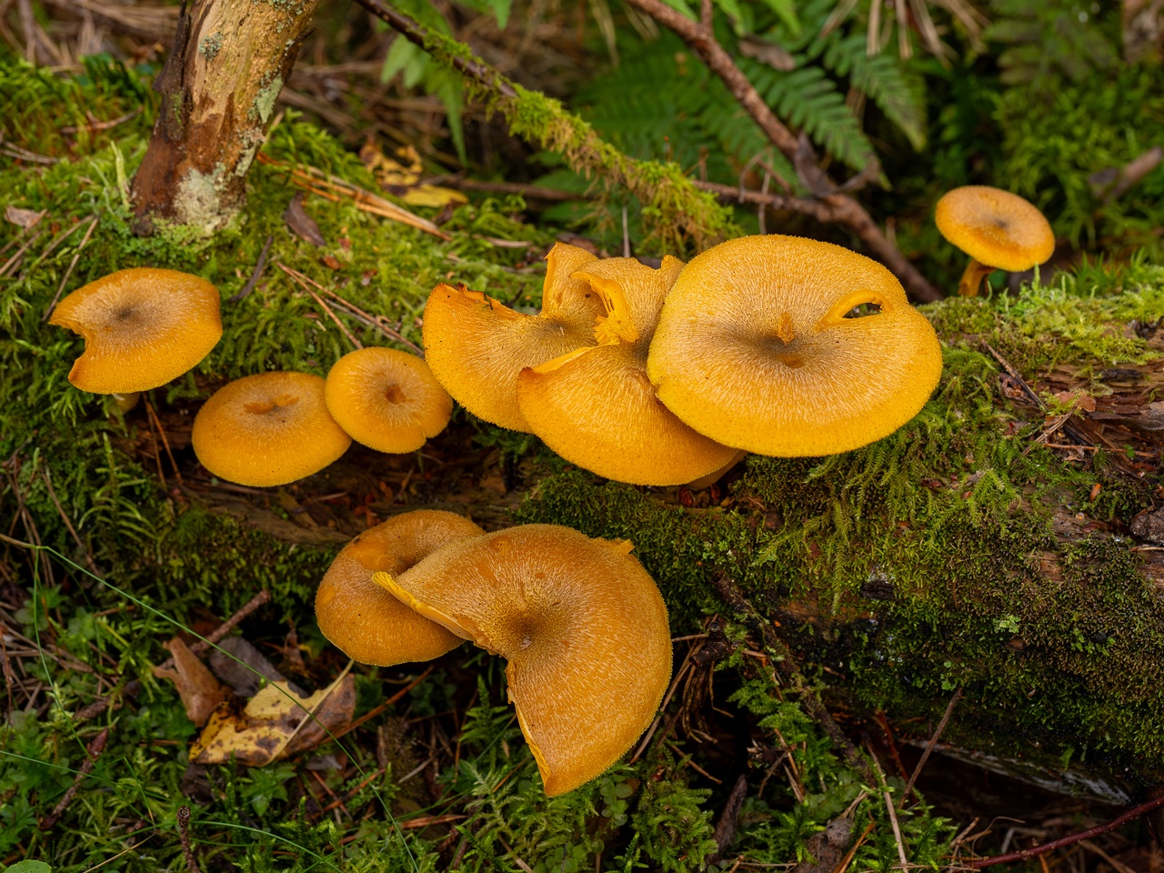 Tricholomopsis decora _2025-09-07_1-4