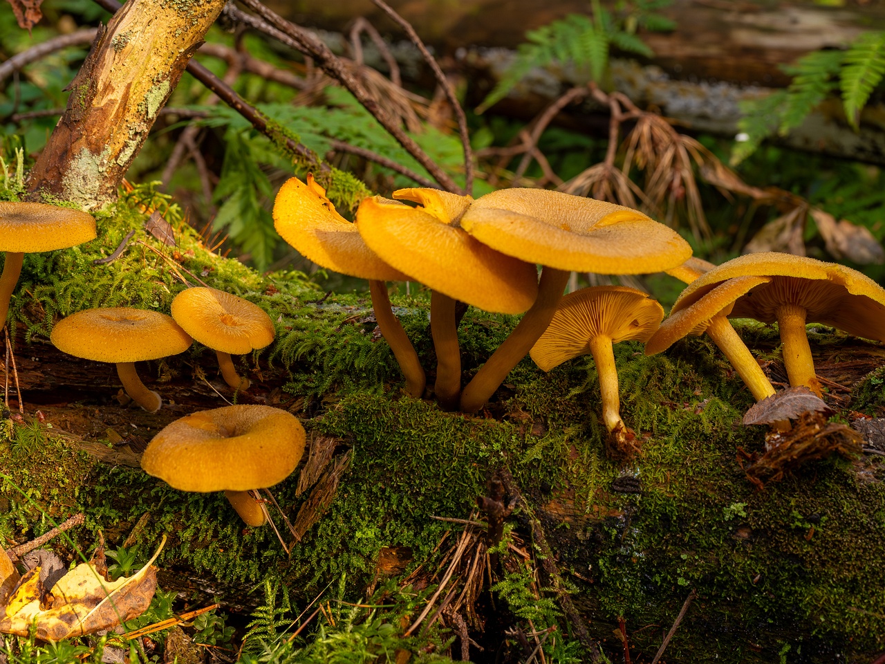 Tricholomopsis decora _2025-09-07_1-5