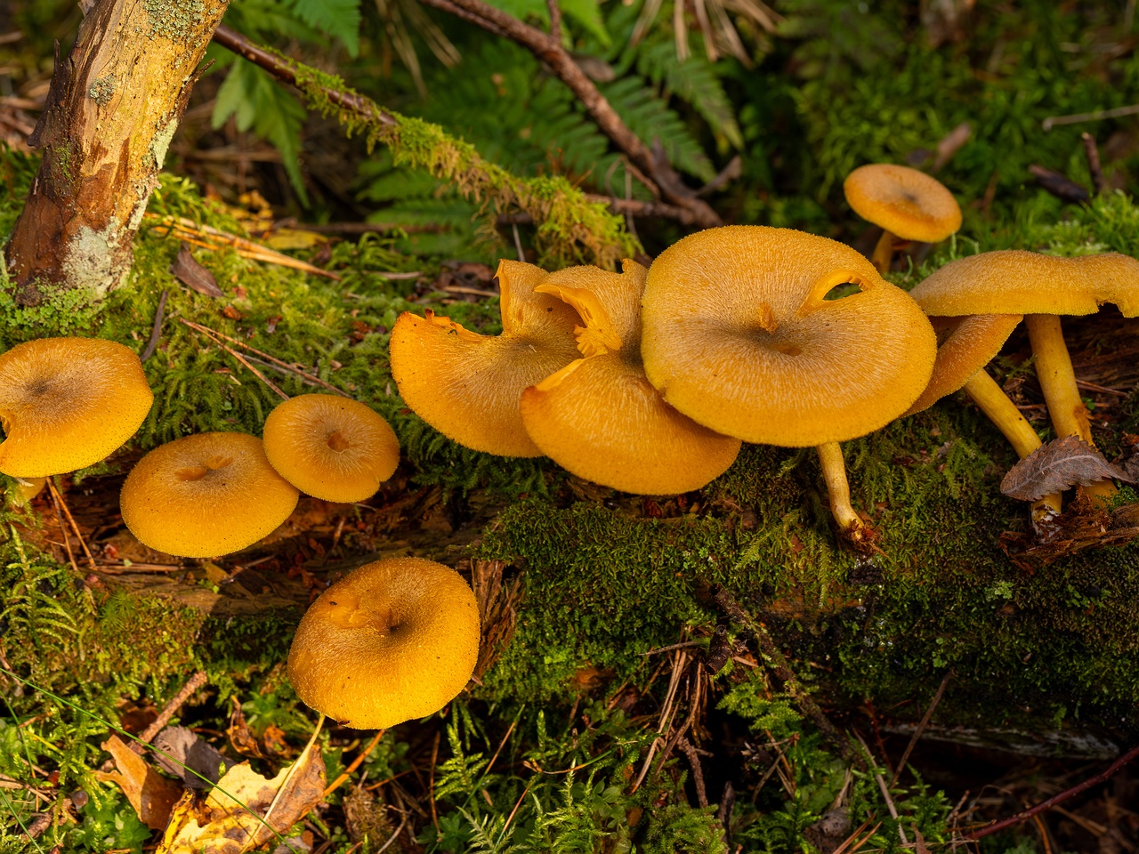Tricholomopsis decora _2025-09-07_1-6