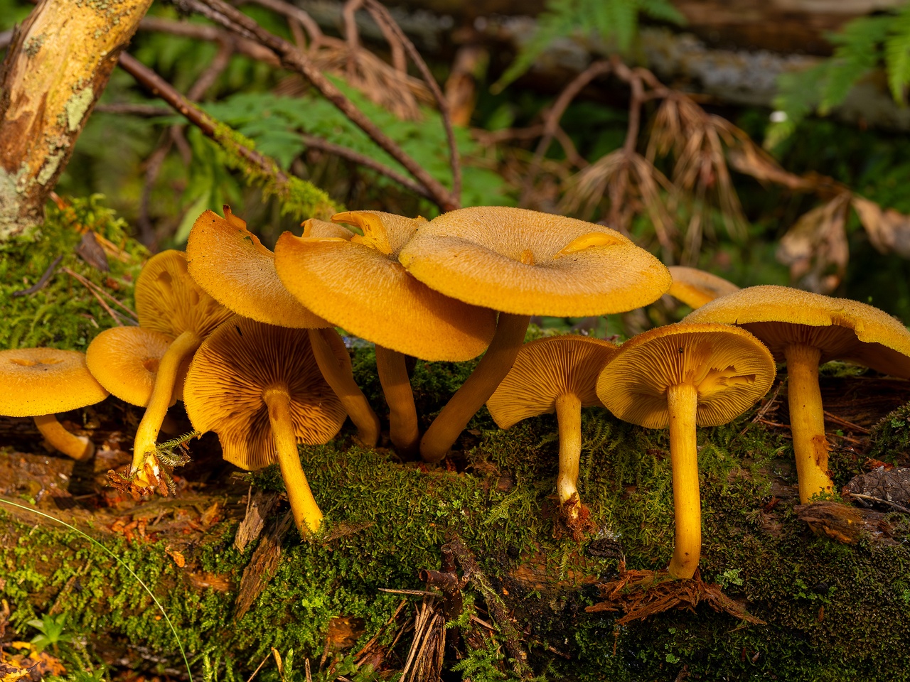 Tricholomopsis decora _2025-09-07_1-7