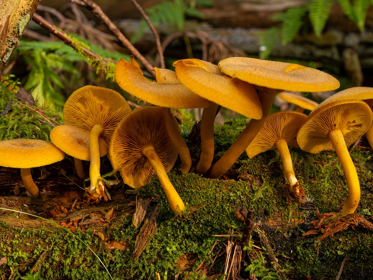 Tricholomopsis decora _2025-09-07_1-9