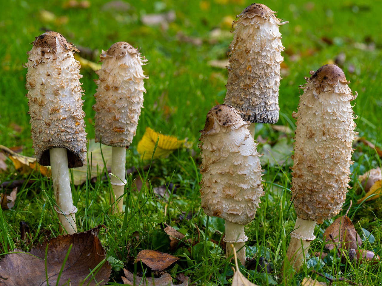 Coprinus comatus _2025-10-10_1-10