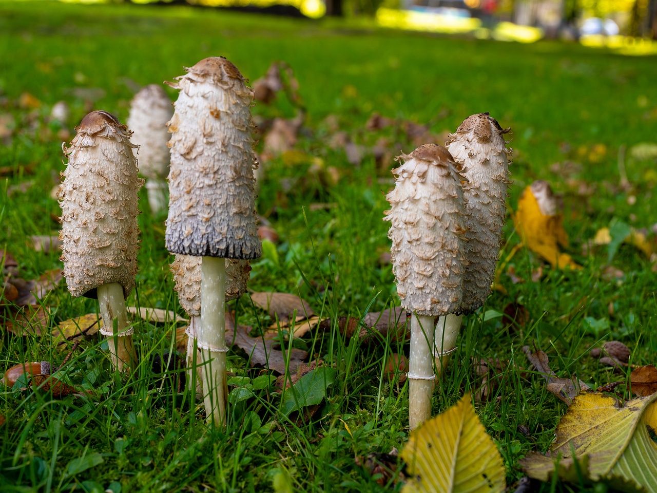 Coprinus comatus _2025-10-10_1-2