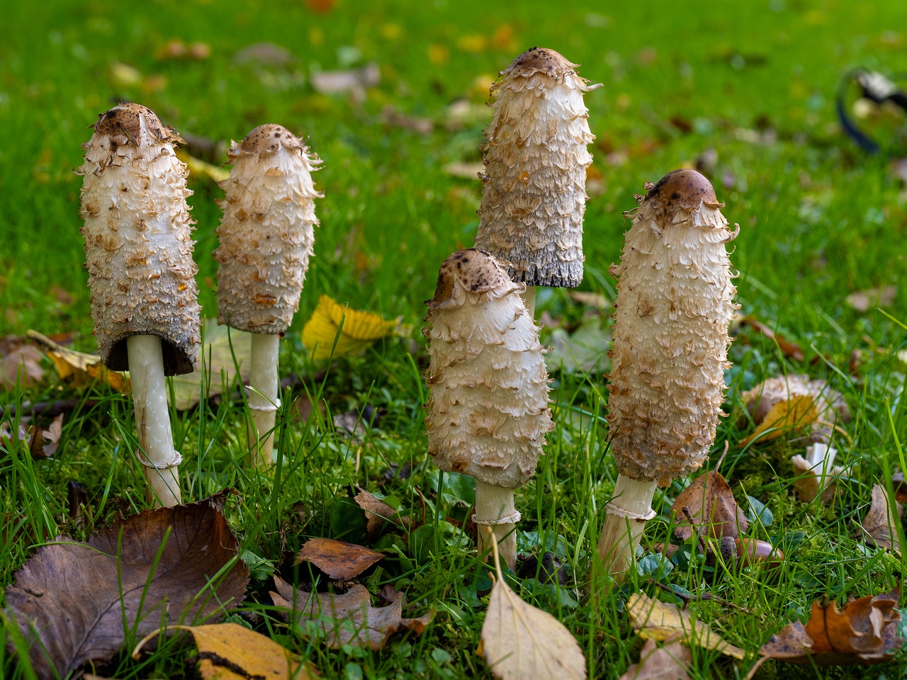 Coprinus comatus _2025-10-10_1-9