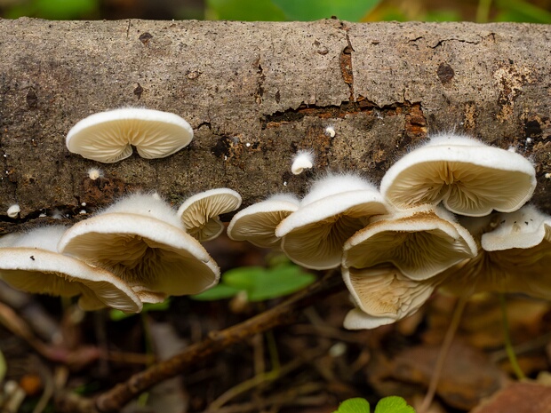 Crepidotaceae - Крепидотовые - Crepidotaceae family - Schüpplinge The Crepidotaceae is a family of basidiomycete fungi that belong to the order Agaricales. This family is known for its...