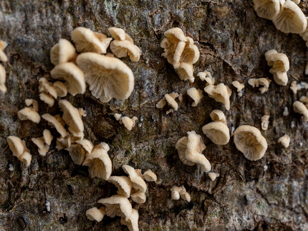 Амилокортициевые - Amylocorticiaceae Amylocorticiales is an order of fungi in the class Agaricomycetes. The order contains one of three assemblages of basal...