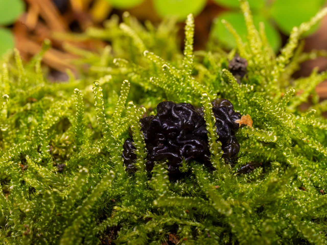 exidia-nigricans_2024-10-26_1-1