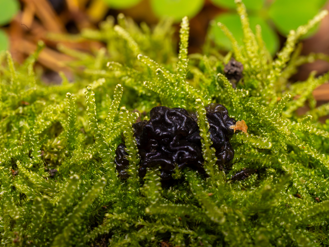 exidia-nigricans_2024-10-26_1-2