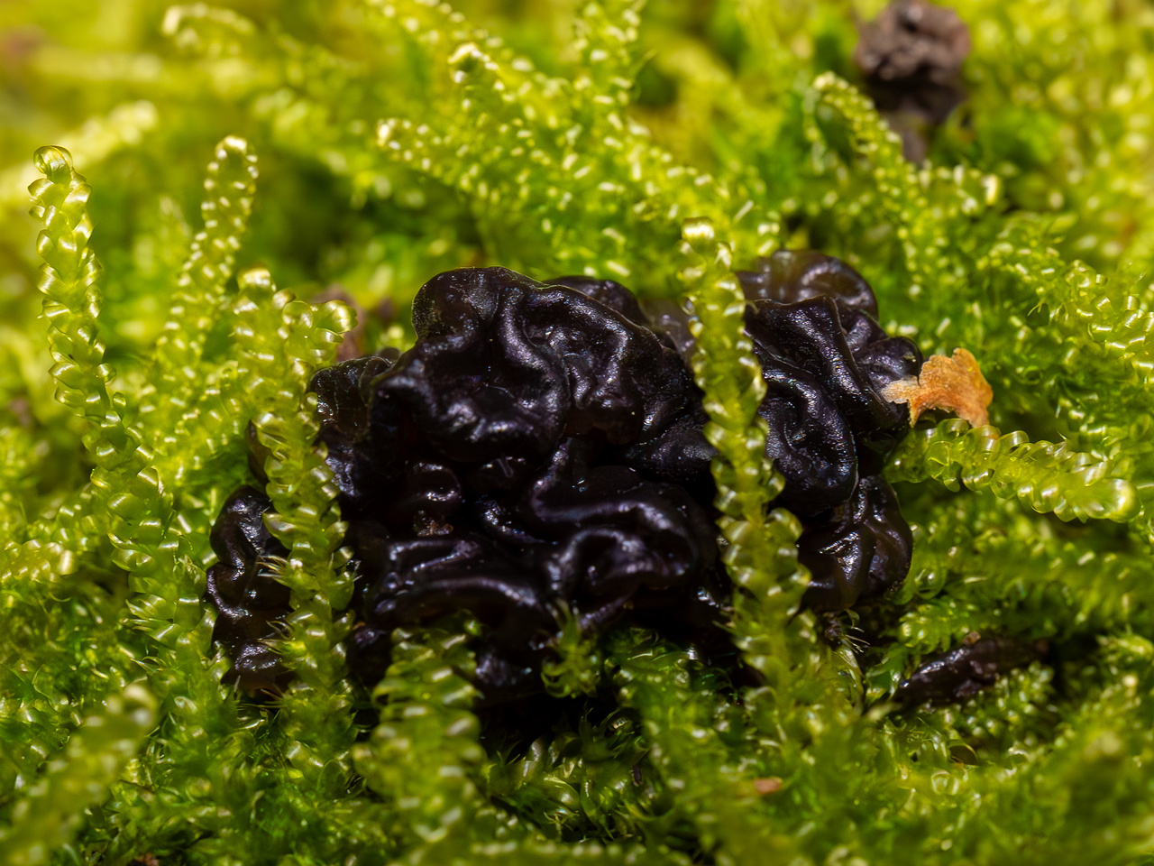 exidia-nigricans_2024-10-26_1-3