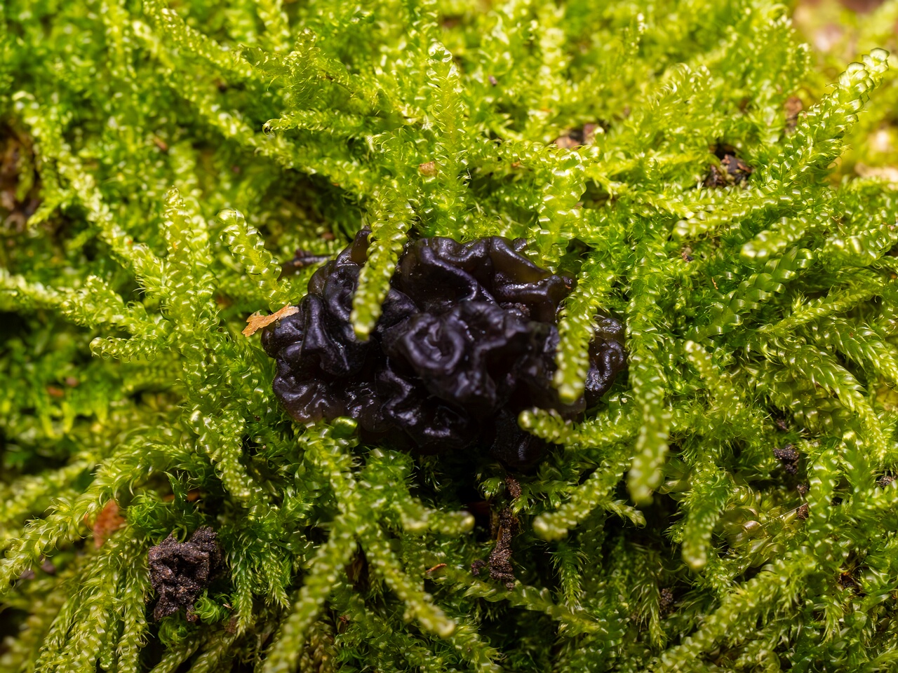 exidia-nigricans_2024-10-26_1-4