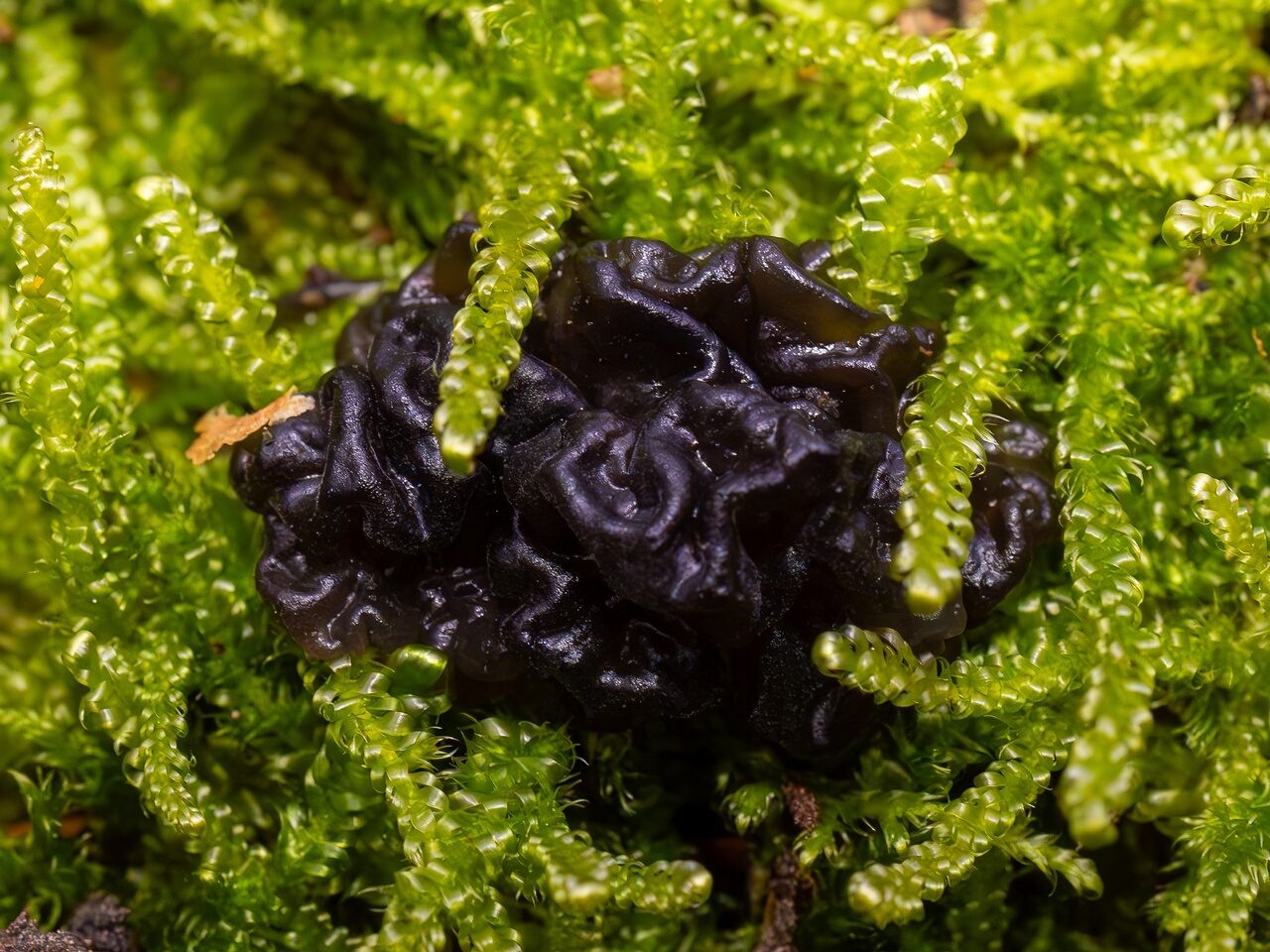 exidia-nigricans_2024-10-26_1-5